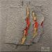 Gemälde Silvery red von Clisson Gérard | Gemälde Abstrakt Materialismus Minimalistisch Holz