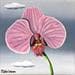 Painting Orchid by Trevisan Carlo | Painting Oil