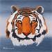 Painting Face of tiger by Trevisan Carlo | Painting Illustrative Oil Animals