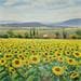 Painting Sunflower afternoon by Requena Elena | Painting Figurative Landscapes Oil