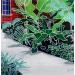 Peinture Le jardin et la maison en briques par Auriol Philippe | Tableau Plexiglas Acrylique Posca