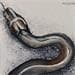 Peinture Serpent  par Locoge Alice | Tableau Figuratif animaux