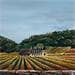 Peinture Domaine viticole d'automne en Bourgogne  par Sophie-Kim Touras | Tableau Figuratif Mixte Paysages Vues urbaines scènes de vie