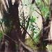 Peinture Parmi les arbres par Abbatucci Violaine | Tableau Figuratif Paysages Aquarelle