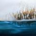 Painting Lac automnal bleu by Pressac Clémence | Painting Figurative Landscapes Oil