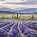 Gemälde Walking amoung lavenders von Requena Elena | Gemälde Figurativ Landschaften Öl