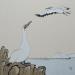 Peinture Fous de bassan par Jovys Laurence  | Tableau Matiérisme Paysages Marine Animaux Sable