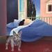 Peinture Sonno all'alba par Mariniello Cecco | Tableau Figuratif animaux Acrylique