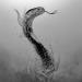 Painting Cobra by K'Arts | Painting Figurative Life style Animals Black & White Charcoal