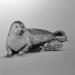 Painting Phoque by Benchebra Karim | Painting Figurative Marine Animals Black & White Charcoal