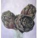 Painting Bouquet by Parisotto Alice | Painting Figurative Still-life Oil