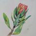 Painting King protea by Kuprina Carle Maria | Painting Figurative Nature Watercolor