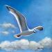 Painting La mouette by Alice Roy | Painting Figurative Marine Animals Oil Acrylic