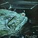 Gemälde Caractérius von Moogly | Gemälde Art brut Tiere Acryl