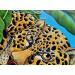 Painting JAGUAR by Geiry | Painting Pop-art Subject matter Nature Animals Acrylic Resin Marble powder