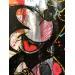 Gemälde MICKEY von Mestres Sergi | Gemälde Pop-Art Pop-Ikonen Acryl Posca Papier