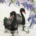 Gemälde Cygnes noirs von Tayun | Gemälde Figurativ Tiere Aquarell Tinte