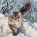Painting Chat et neige by Tayun | Painting Figurative Animals