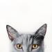 Painting CHARTREUX by Milie Lairie | Painting Realism Animals Oil