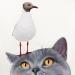 Gemälde BIRD AND CAT 3 von Milie Lairie | Gemälde Realismus Tiere Öl