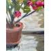 Peinture le laurier rose par Alice Roy | Tableau Figuratif Architecture Huile Acrylique