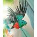 Painting QUETZAL DU PANAMA by Geiry | Painting Subject matter Landscapes Nature Animals Wood Acrylic Pigments Marble powder