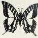 Painting Papillon #3 by Atalanta Vanessa | Painting Nature Animals Black & White Cardboard Paper