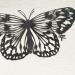 Gemälde Papillon #1 von Atalanta Vanessa | Gemälde Natur Tiere Schwarz & Weiß Pappe Papier