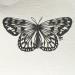 Painting Papillon #1 by Atalanta Vanessa | Painting Nature Animals Black & White Cardboard Paper
