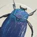 Gemälde Insecte #3 von Atalanta Vanessa | Gemälde Natur Tiere Pappe Papier