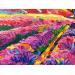 Painting Lavender Fields by Georgieva Vanya | Painting Figurative Landscapes Oil