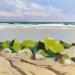 Peinture Les rochers verts par Clavel Pier-Marion | Tableau Impressionnisme Paysages Bois Huile
