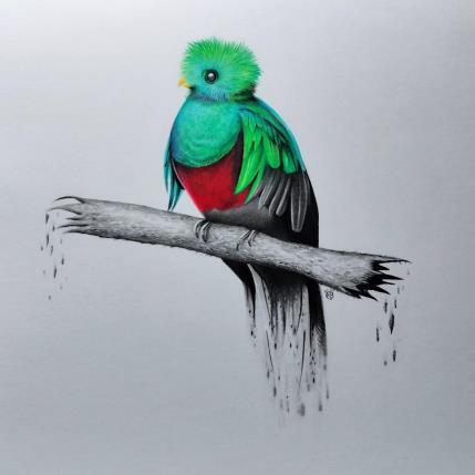 Peinture Quetzal resplendissant par Benchebra Karim | Tableau Figuratif Fusain Animaux, Nature, Société