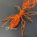 Sculpture Fourmi Orange S by Eres Nicolas | Sculpture Figurative Animals Minimalist Nature Metal