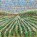 Painting Vineyards  by Dmitrieva Daria | Painting Impressionism Landscapes Nature Acrylic