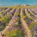 Peinture Cabanas Lavande en provence par Daniel | Tableau Impressionnisme Paysages Huile