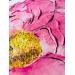 Painting Huge Peonie by Caitrin Alexandre | Painting Figurative Landscapes Nature Watercolor Ink Paper