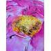 Painting Huge Peonie by Caitrin Alexandre | Painting Figurative Landscapes Nature Watercolor Ink Paper