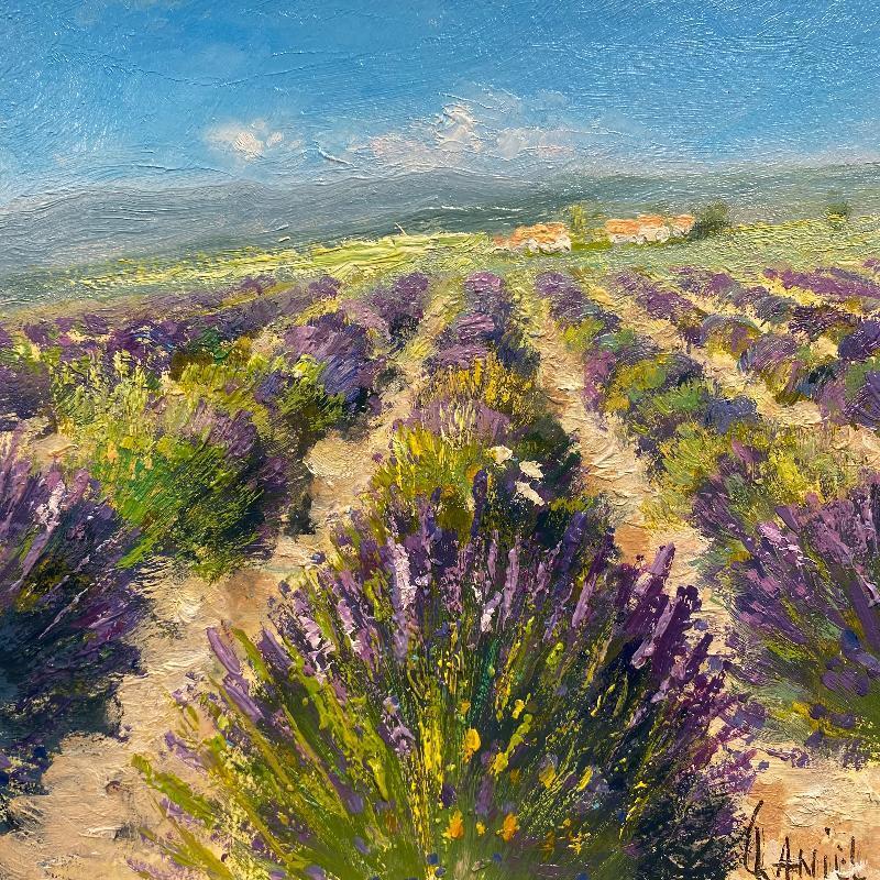 Peinture Valensole par Daniel | Tableau Impressionnisme Paysages Huile