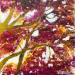Painting Au coeur du feuillage by Fièvre Véronique | Painting Nature Acrylic