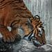 Painting Thinsty tiger by Seurot Antoine | Painting Figurative Acrylic Animals