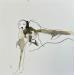Gemälde Cadavre exquis 4 von YO&CO | Gemälde Figurativ Akt Minimalistisch Schwarz & Weiß